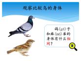 湘科版三年级上册：2.3鸟 课件PPT