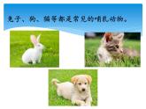 湘科版三年級(jí)上冊(cè)：2.4哺乳動(dòng)物 課件PPT