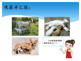 湘科版三年級(jí)上冊(cè)：2.4哺乳動(dòng)物 課件PPT
