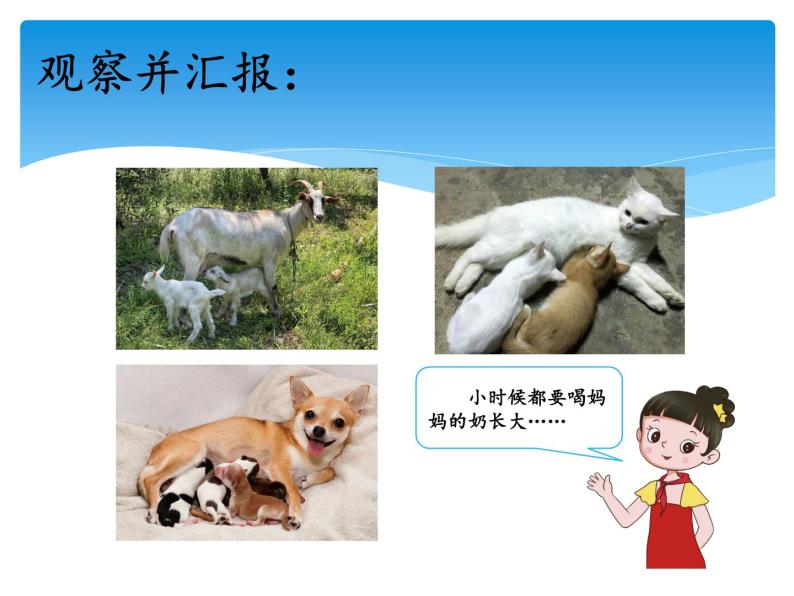 湘科版三年级上册：2.4哺乳动物 课件PPT04