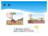 湘科版三年级上册：3.4土壤的保护 课件PPT