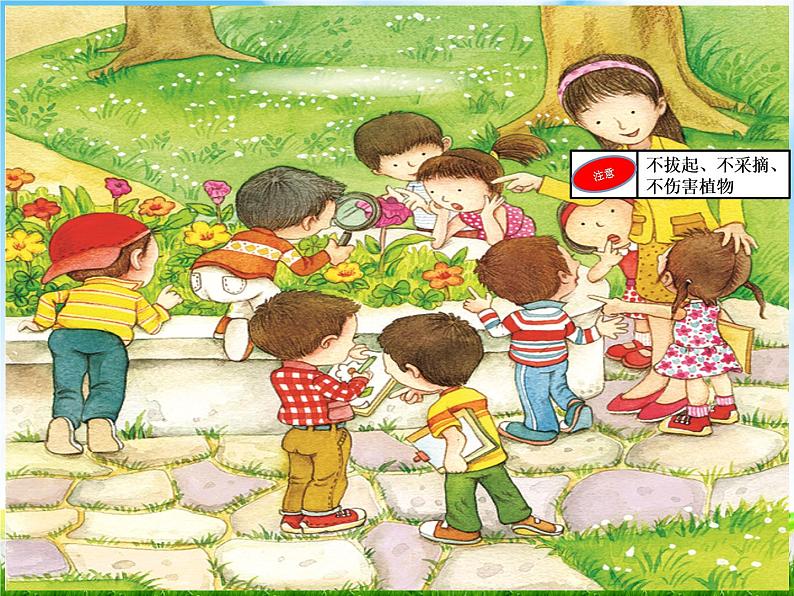 教科版科学一上：1.6《校园里的植物》课件03