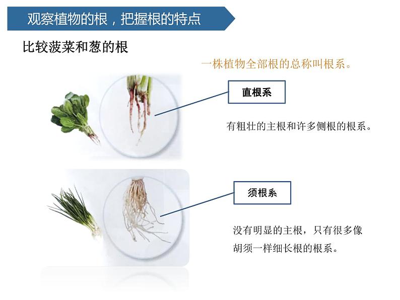 第6课 《植物的根》 课件05