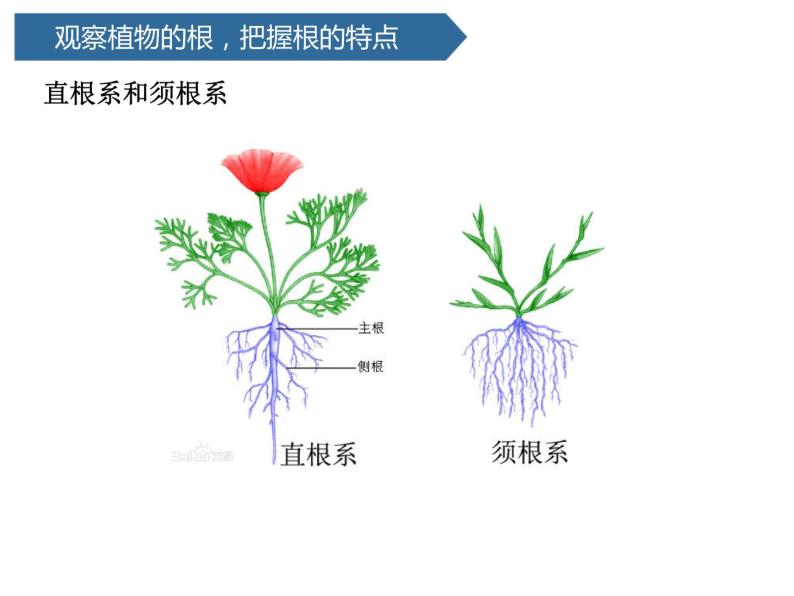 第6课 《植物的根》 课件06