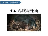 第4課 《冬眠與遷徙》 課件