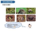 第4課 《冬眠與遷徙》 課件
