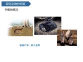 第4課 《冬眠與遷徙》 課件