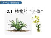 第5課 《植物的“身體”》 課件
