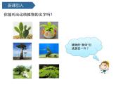 第5課 《植物的“身體”》 課件