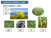 第5課 《植物的“身體”》 課件