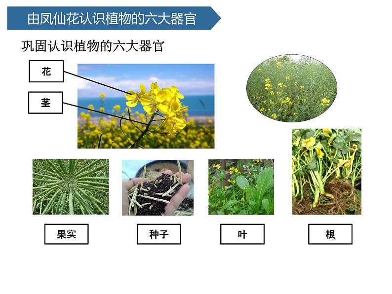 第5课 《植物的“身体”》 课件05