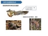 第3課 《動物的翅膀》 課件