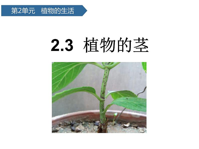 第7课《 植物的茎》 课件01