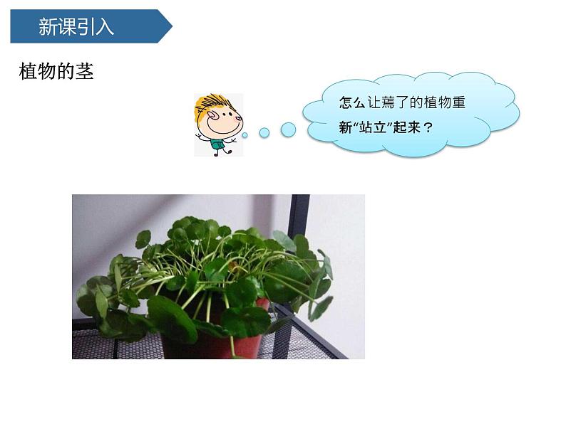 第7课《 植物的茎》 课件03