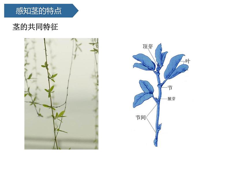 第7课《 植物的茎》 课件04