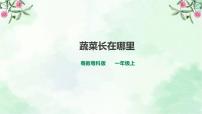 科学一年级上册7.蔬菜长在哪里一等奖课件ppt