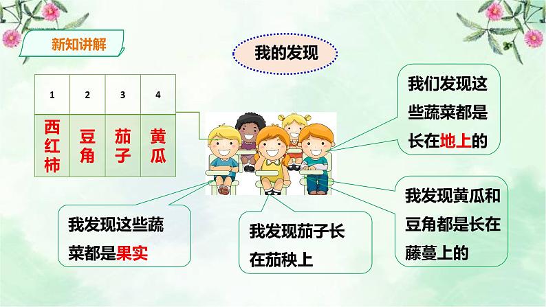 新粤教版一上科学：2.7《蔬菜长在哪里》课件05