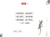 3.《壁虎与小猫》ppt课件