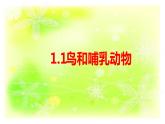 1.1鸟和哺乳动物课件+素材