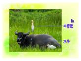 1.1鸟和哺乳动物课件+素材