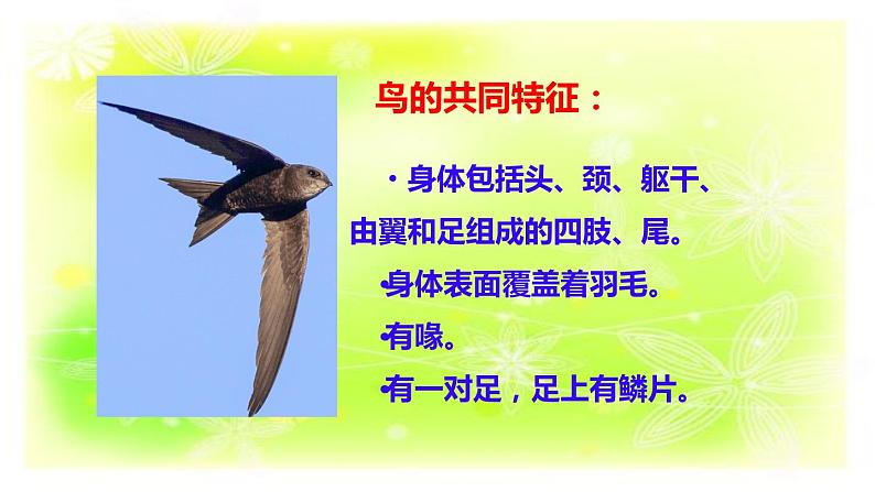 1.2动物的分类课件+素材02