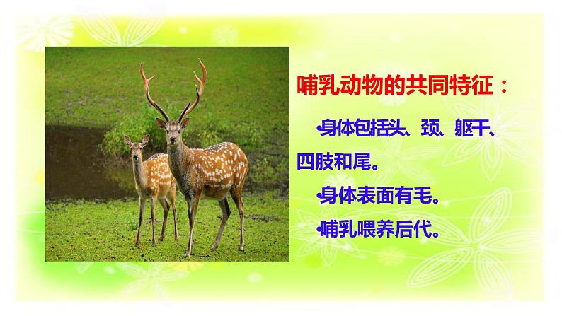 1.2动物的分类课件+素材03