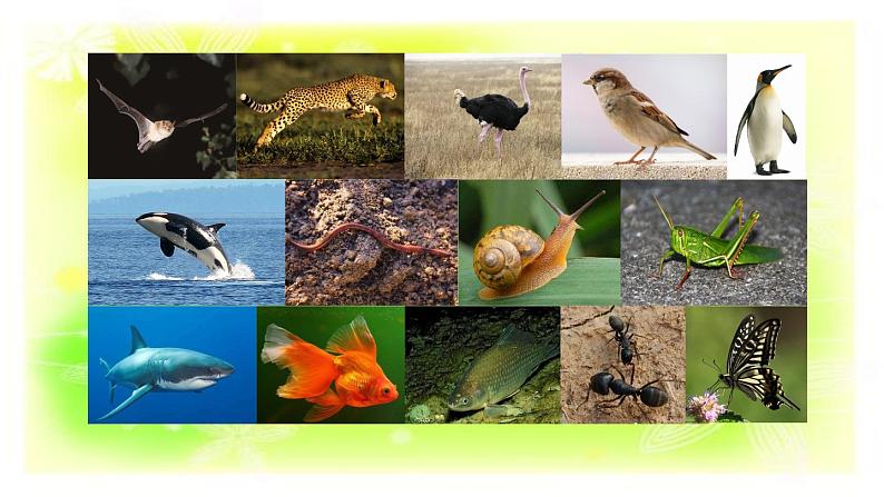 1.2动物的分类课件+素材05