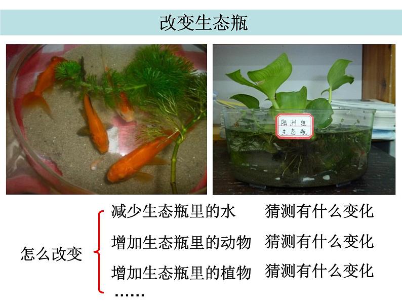 五上一7改变生态瓶陈建秋 课件03