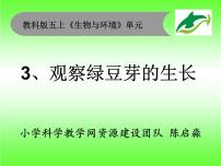 小学科学教科版五年级上册3、观察绿豆芽的生长一等奖课件ppt