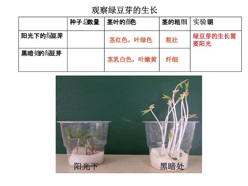 五上1-3《观察绿豆芽的生长》陈启淼 课件08