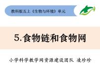 小学5、食物链和食物网完美版ppt课件