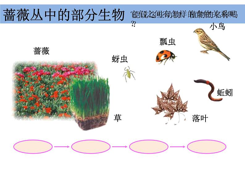 五上 1-5《食物链和食物网》凌珍珍(1) 课件03