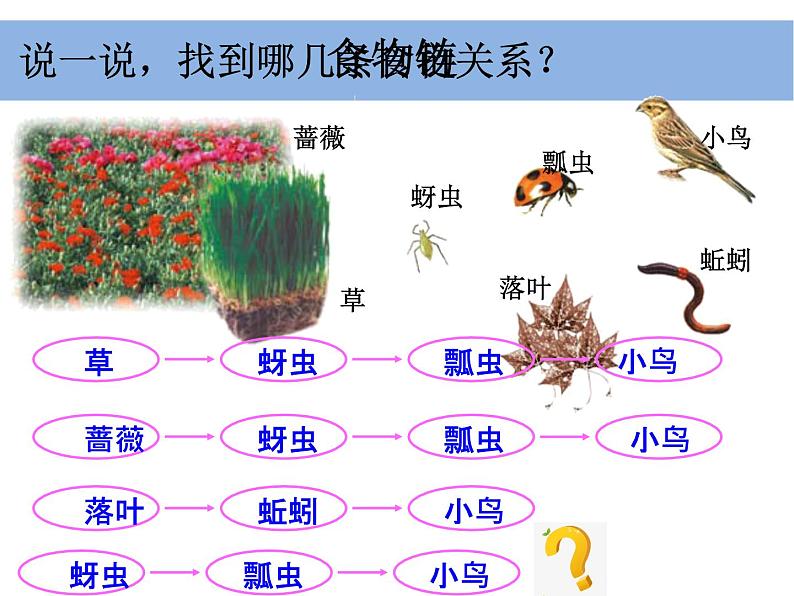 五上 1-5《食物链和食物网》凌珍珍(1) 课件04