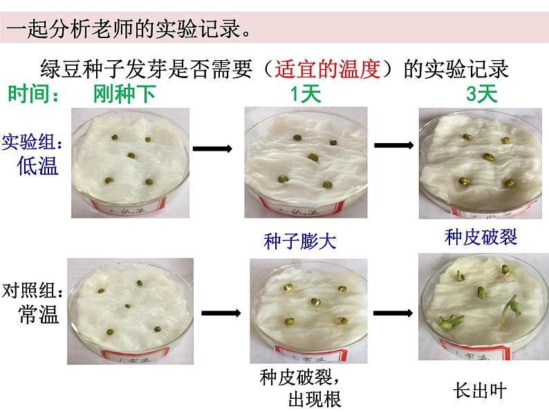 五上1-2《种子发芽实验二》蒋敏 课件06