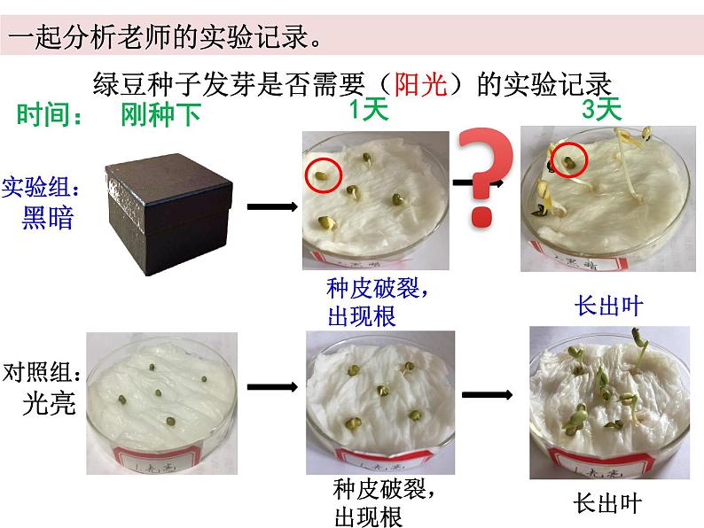 五上1-2《种子发芽实验二》蒋敏 课件08