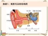 【精品课件】教科版 四年级科学  上册 1-4《我们是怎样听到声音的》教学课件