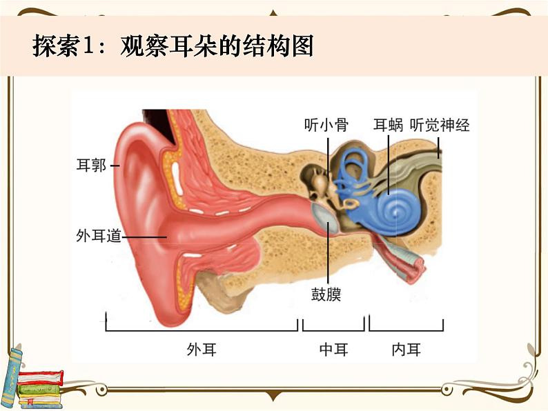 【精品课件】教科版 四年级科学  上册 1-4《我们是怎样听到声音的》教学课件02