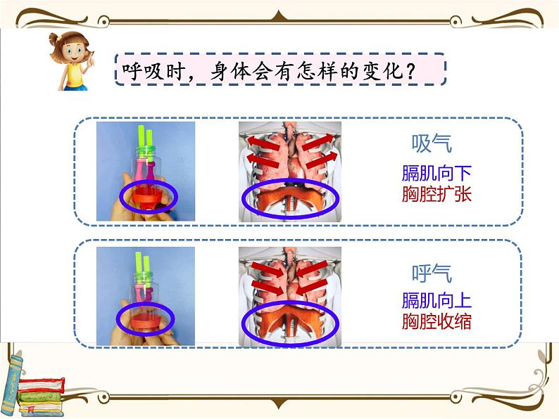 【精品课件】教科版 四年级科学  上册 第二单元《呼吸与消化》单元整理（PPT）05