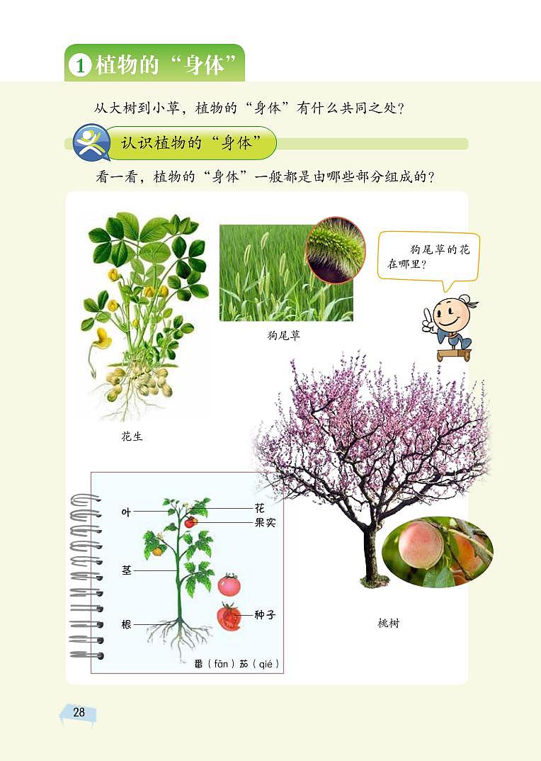 三年级下科学教学素材三年级科学下册第四单元植物的秘密教材图片素材（pdf）（新版）湘科版_湘教版（2017秋） 教案02
