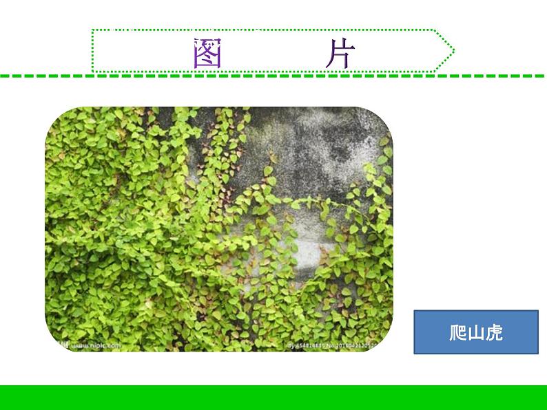 三年级下科学课件《不同环境里的植物》课件2_苏教版（2017秋）06