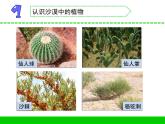 沙漠中的植物PPT课件免费下载