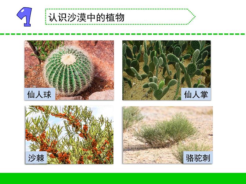 沙漠中的植物PPT课件免费下载03