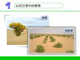 沙漠中的植物PPT课件免费下载
