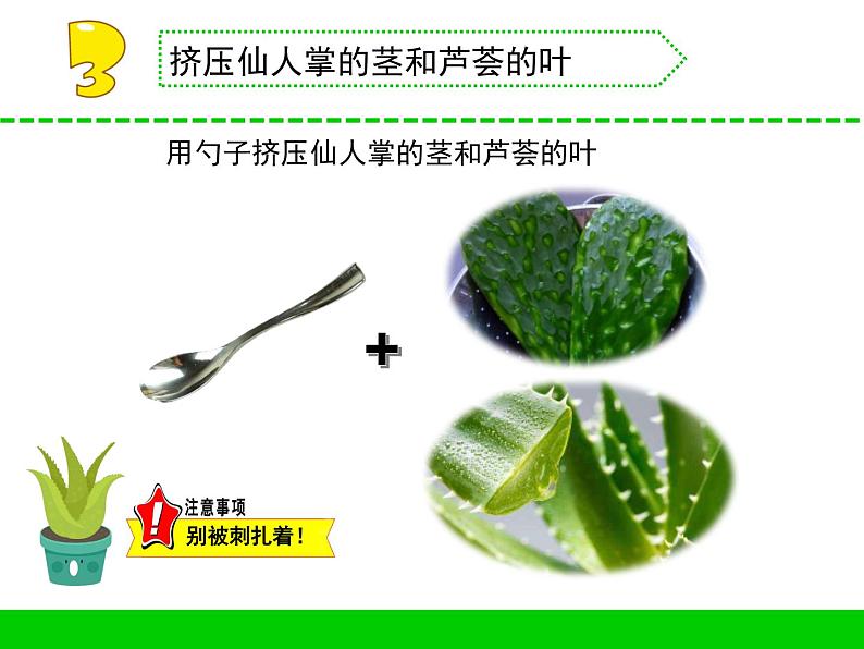 沙漠中的植物PPT课件免费下载07