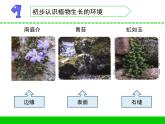 三年级下科学课件《石头上的植物》课件1_苏教版（2017秋）