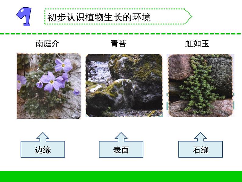 三年级下科学课件《石头上的植物》课件1_苏教版（2017秋）02