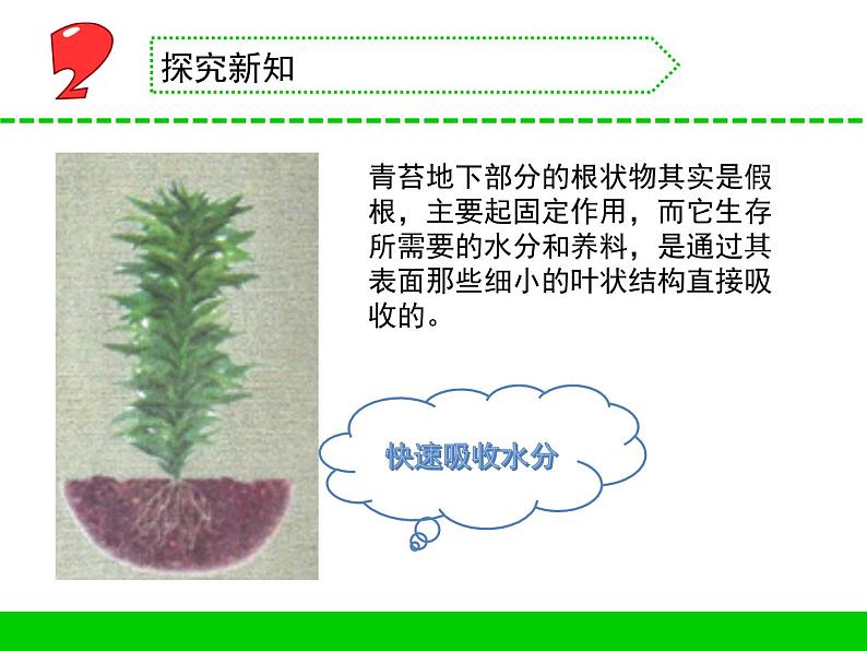 三年级下科学课件《石头上的植物》课件1_苏教版（2017秋）05