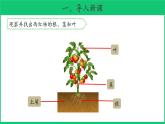 三年级下科学课件《石头上的植物》课件4_苏教版（2017秋）