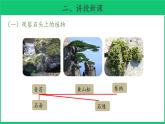 三年级下科学课件《石头上的植物》课件4_苏教版（2017秋）
