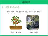 三年级下科学课件《石头上的植物》课件4_苏教版（2017秋）